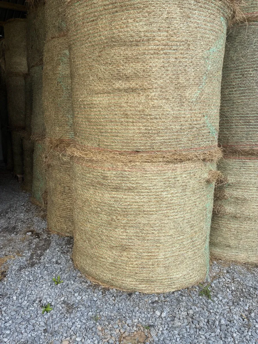 Hay - Image 2