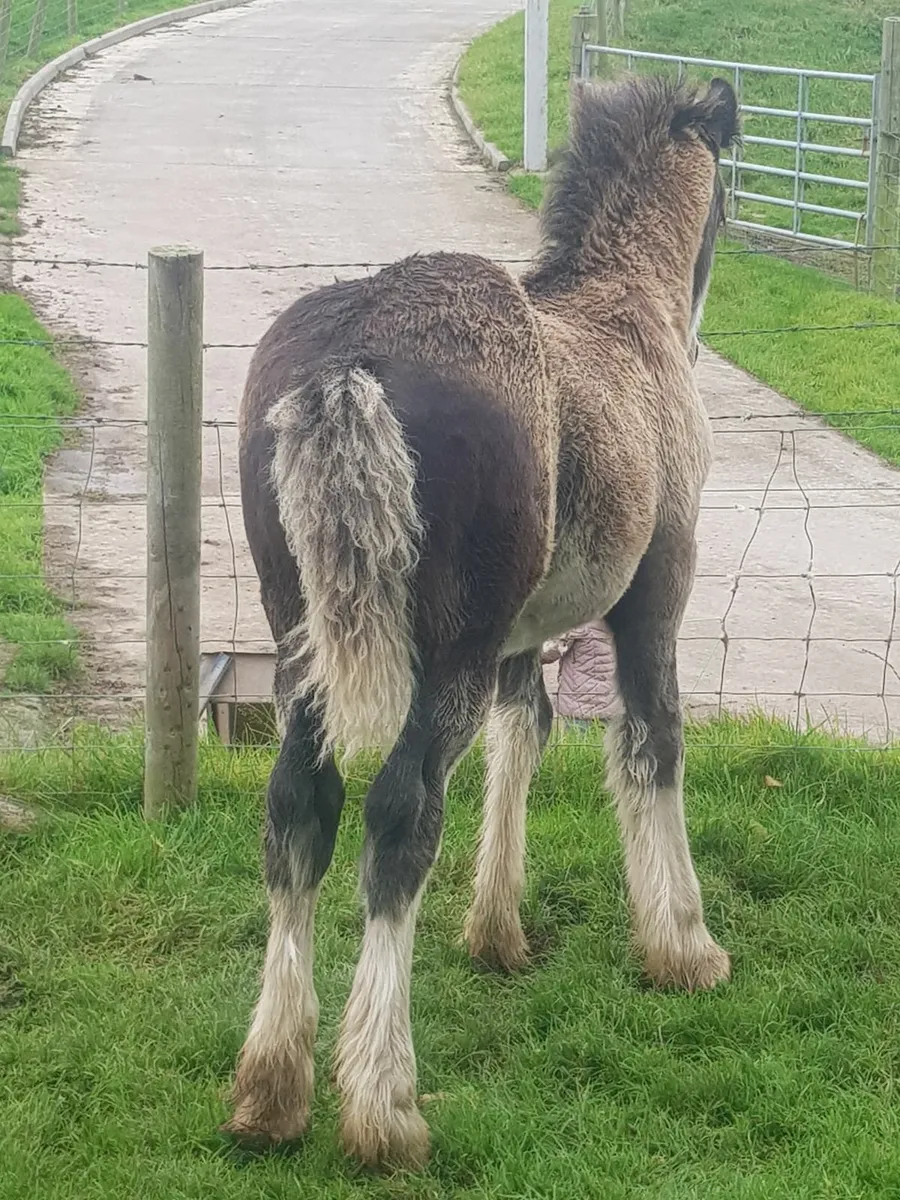 Cob colt foal - Image 2