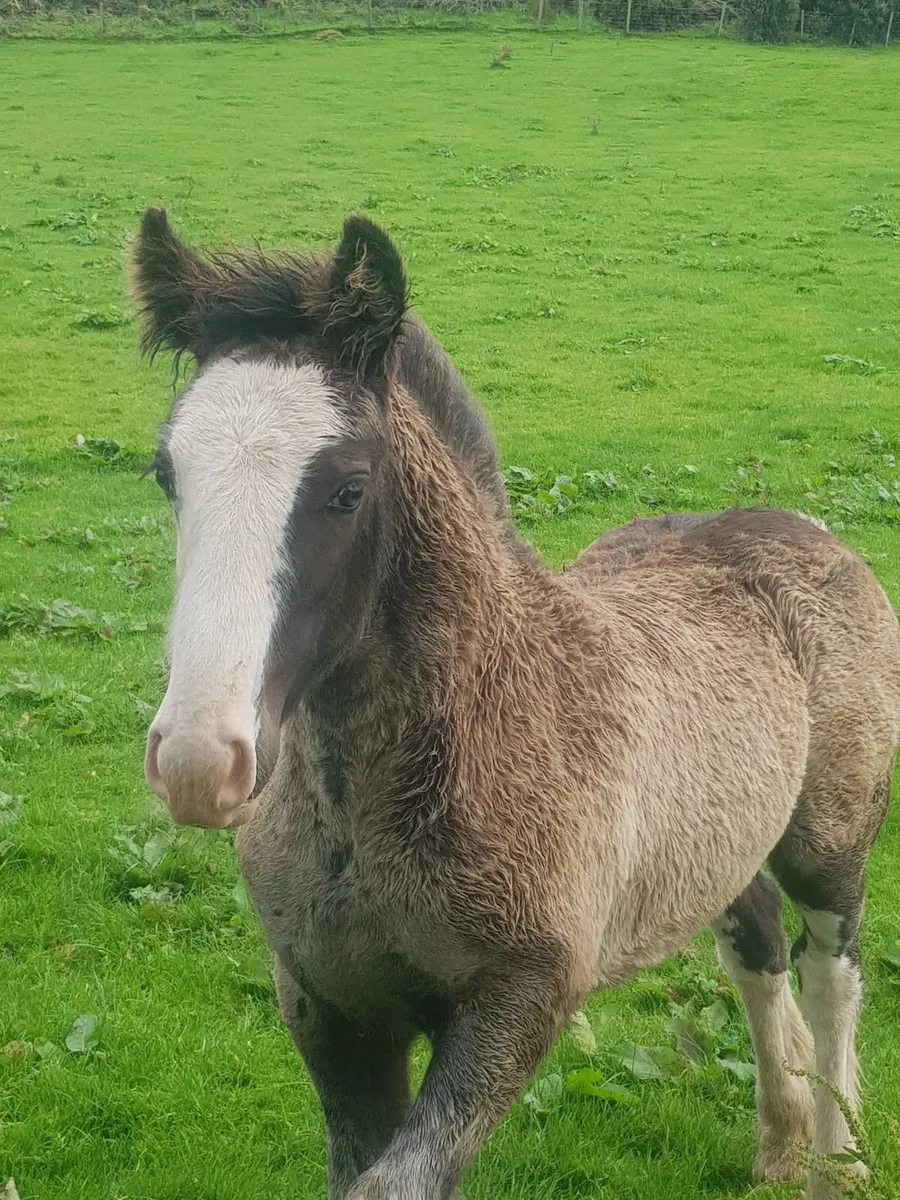 Cob colt foal - Image 3
