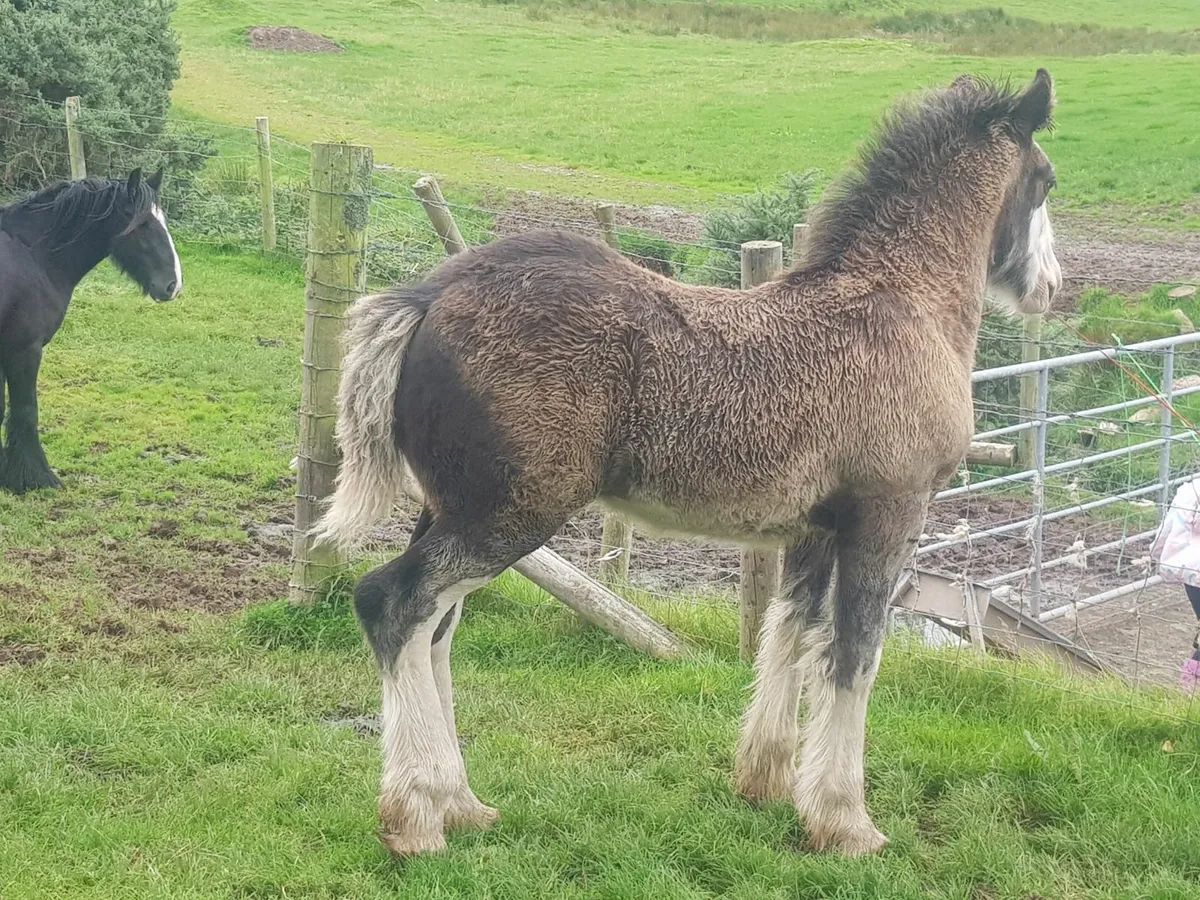 Cob colt foal - Image 4