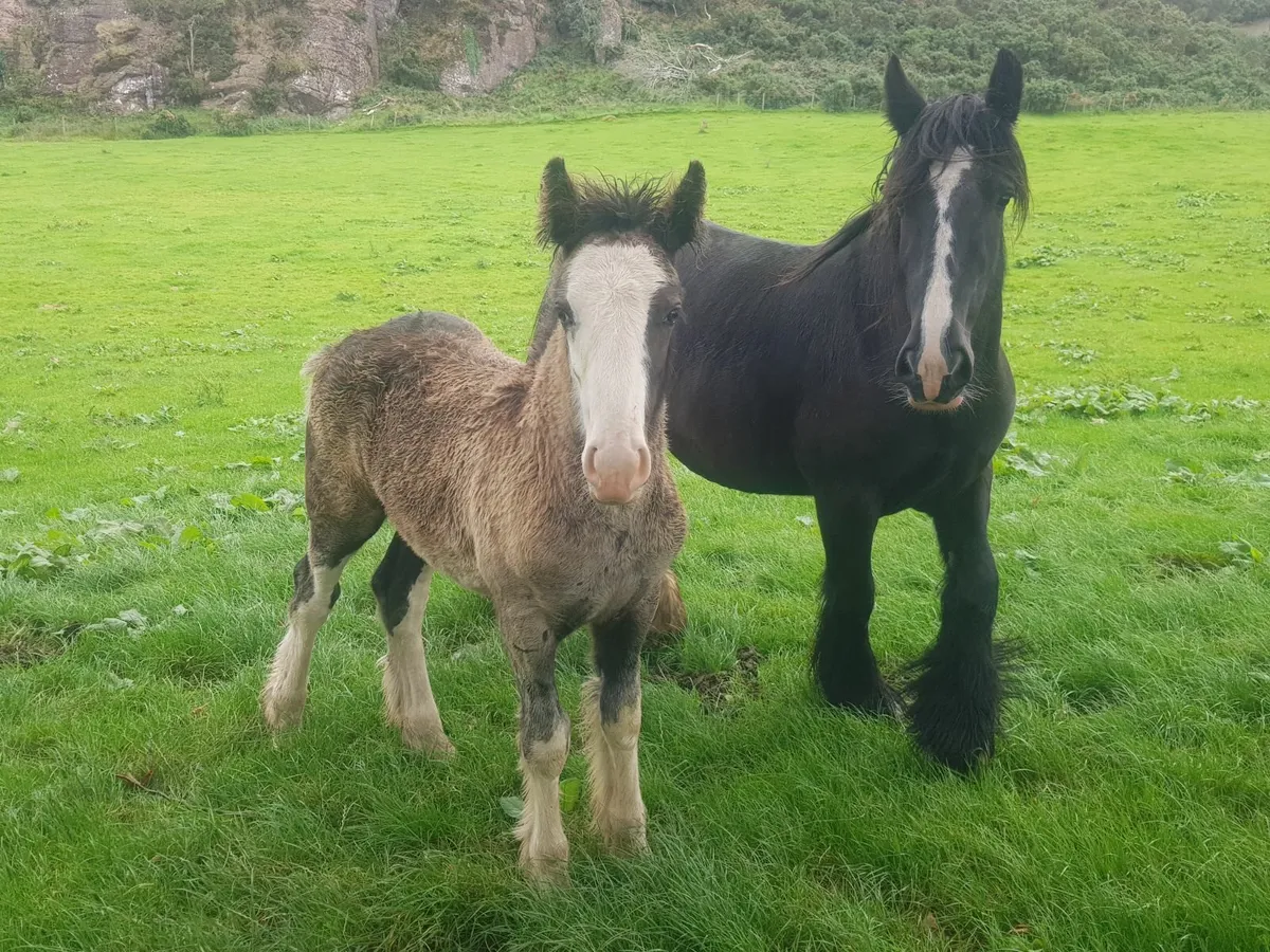 Cob colt foal - Image 1