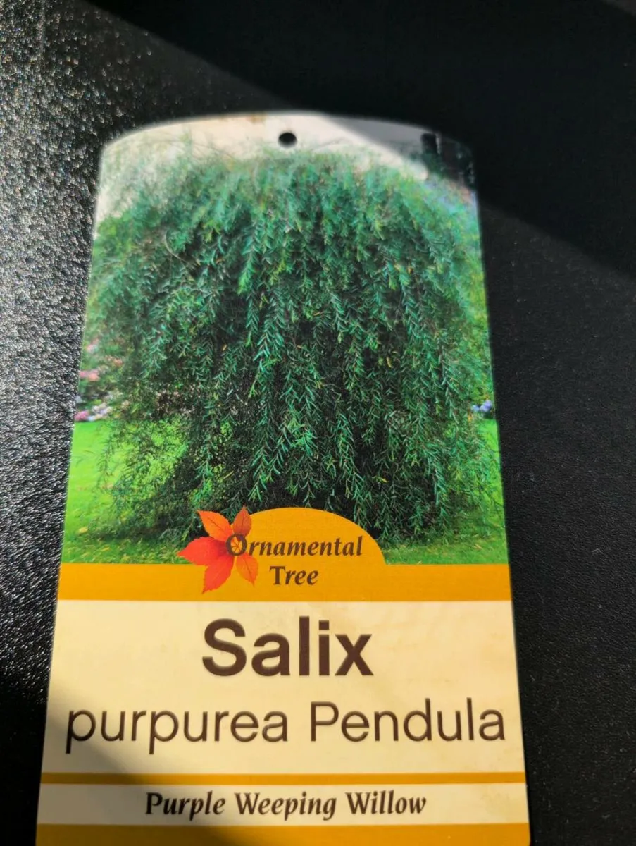 Salix Purpurea Pendula Tree - Image 2