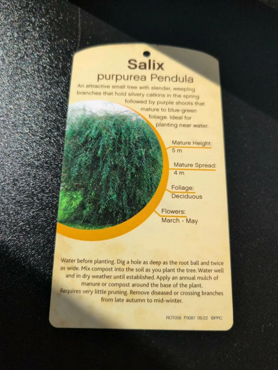 Salix Purpurea Pendula Tree - Image 3