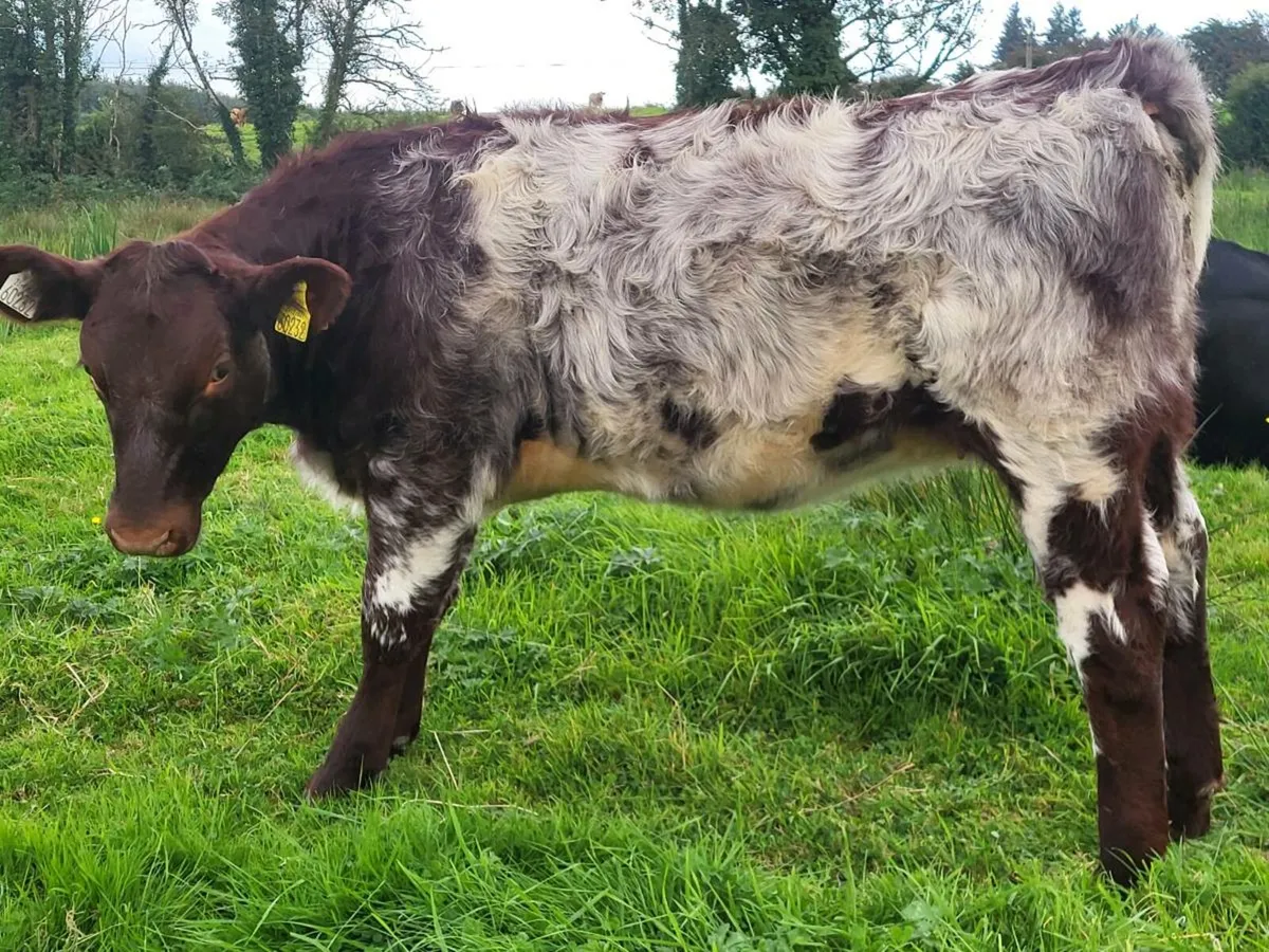 **** Purebred Sh heifer **** - Image 1