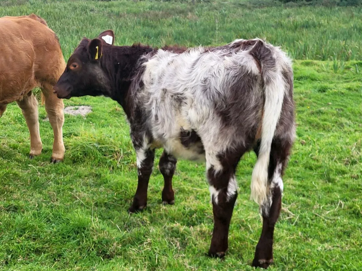 **** Purebred Sh heifer **** - Image 2