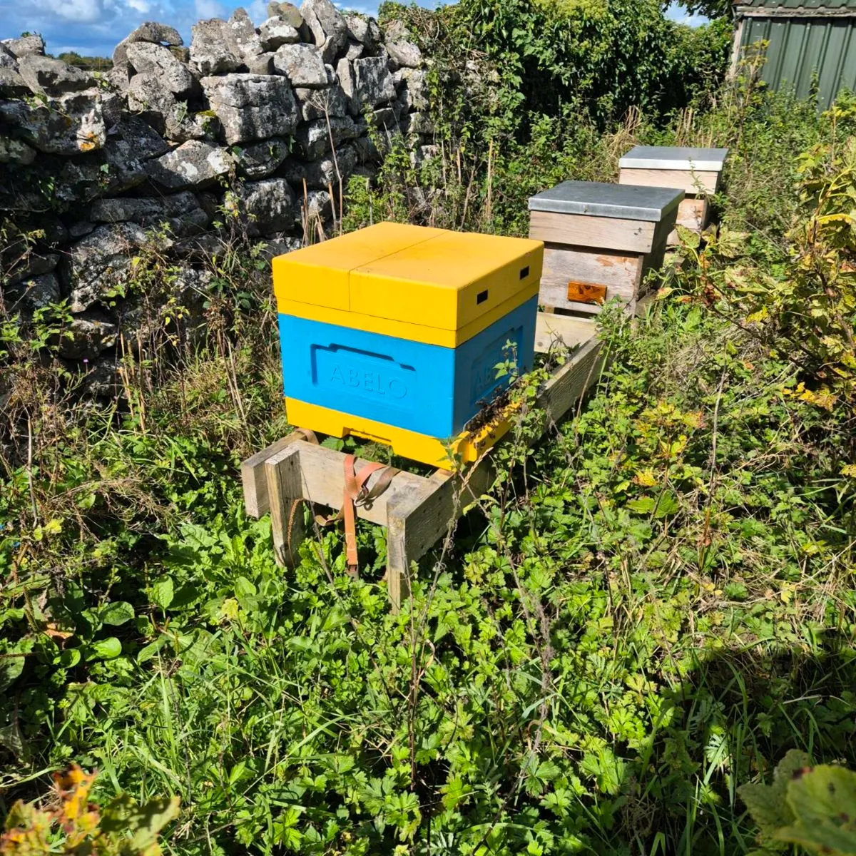 Polyhive of bees - Image 1