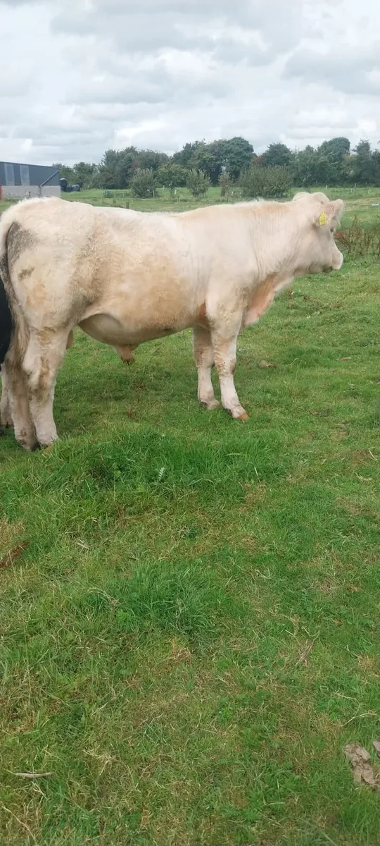 Charolais Bull Tullamore Mart 11th September - Image 2