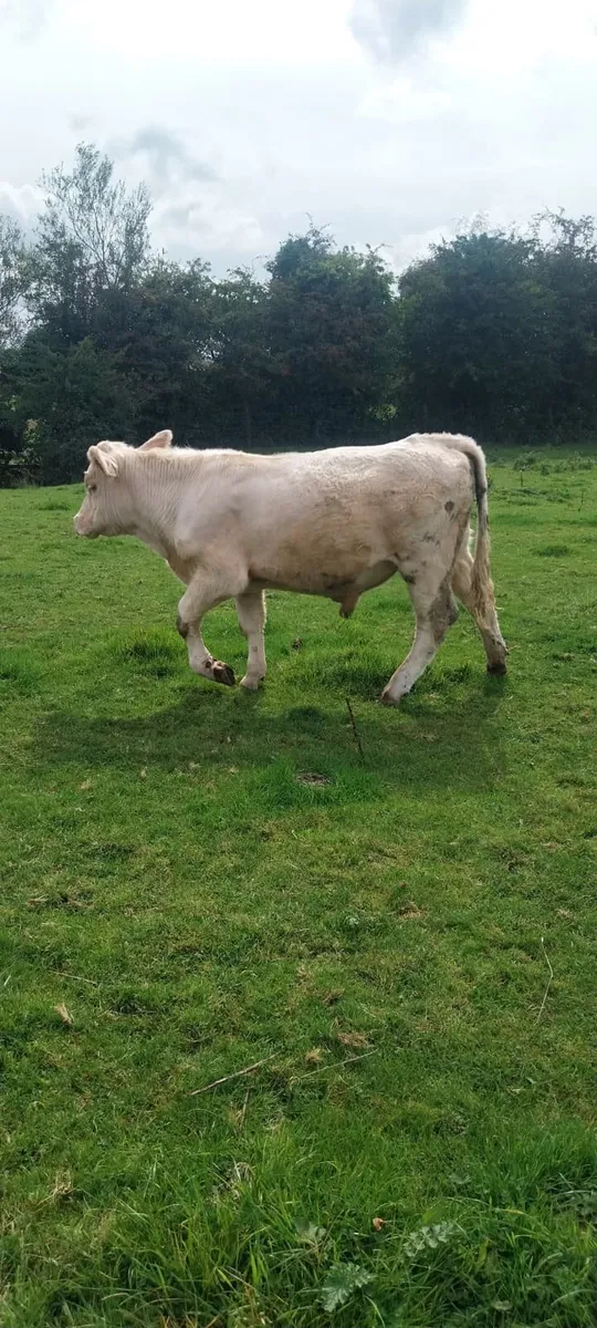 Charolais Bull Tullamore Mart 11th September - Image 3