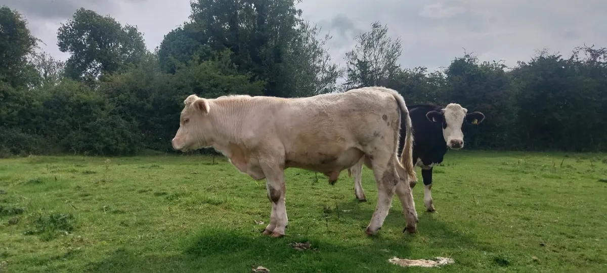 Charolais Bull Tullamore Mart 11th September - Image 1