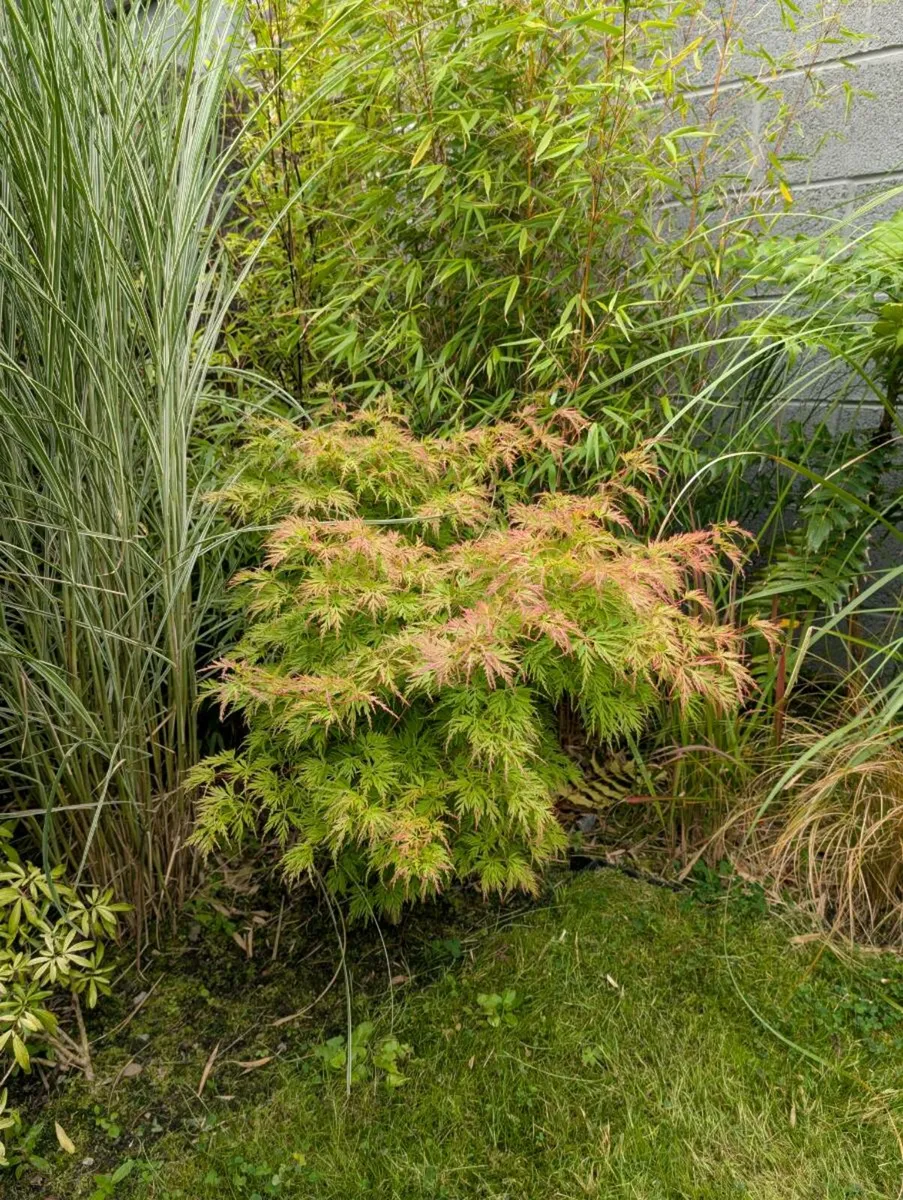 Japanese Maple Tree - Image 1