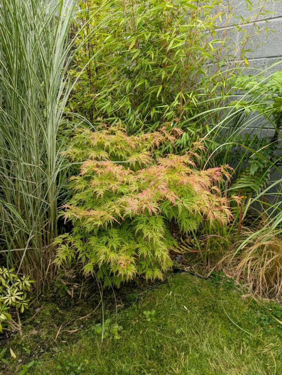 Japanese Maple Tree - Image 2