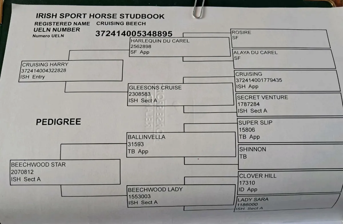 Cruising Harry mare in foal to Madgeslane Deise Vu - Image 3