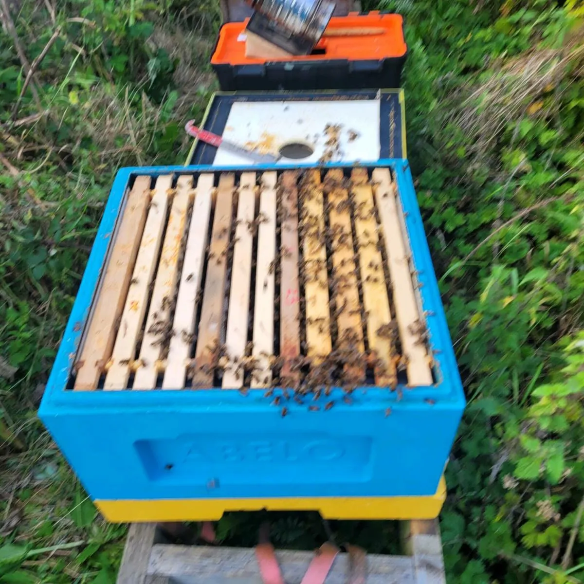 Polyhive of bees - Image 2