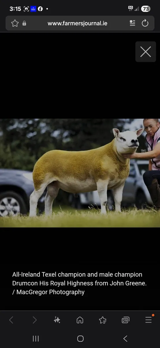 Texel rams - Image 1
