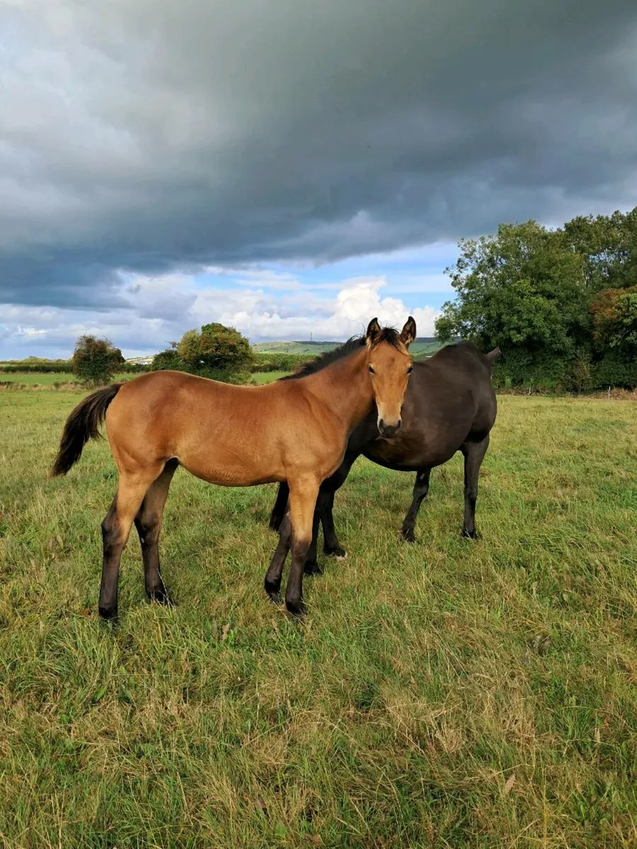 Cruising Harry mare in foal to Madgeslane Deise Vu - Image 4