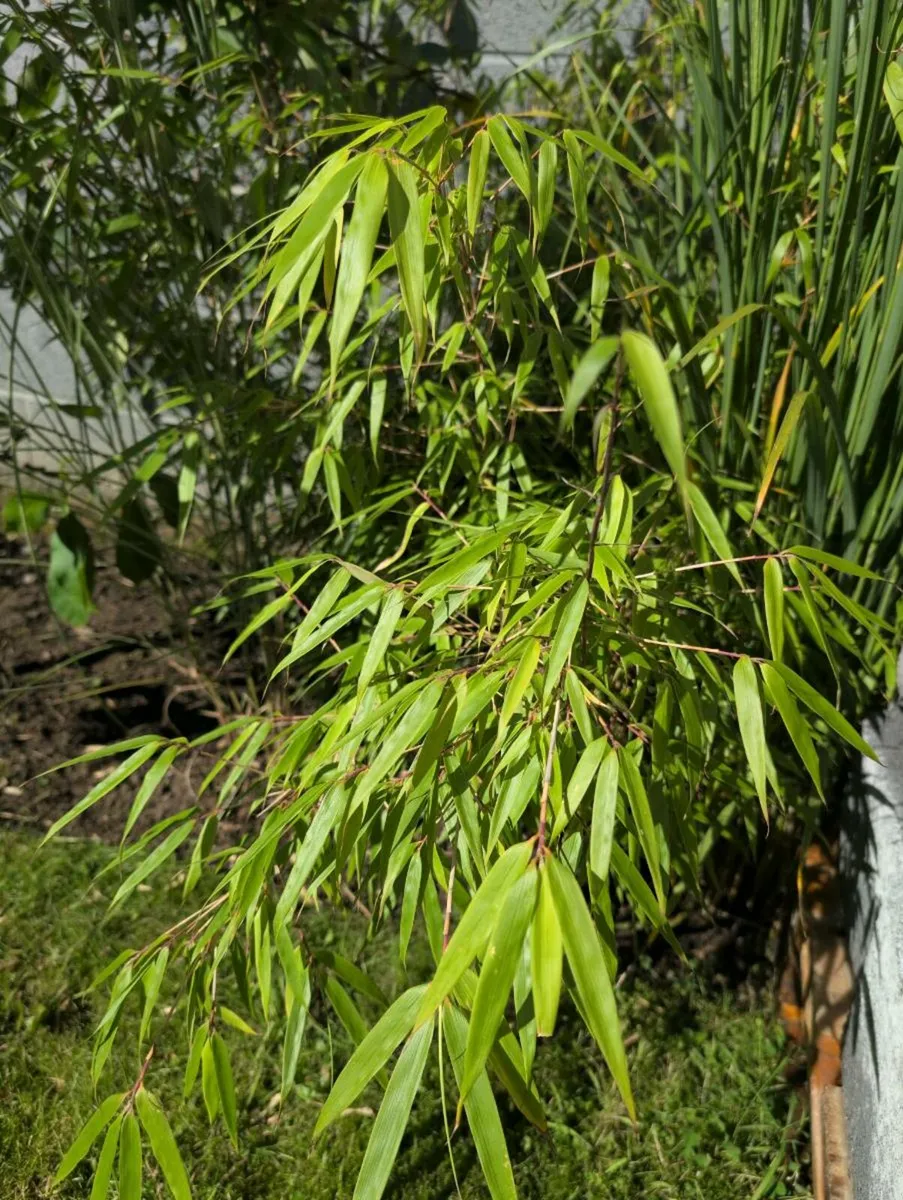Bamboo Rufa - Image 1