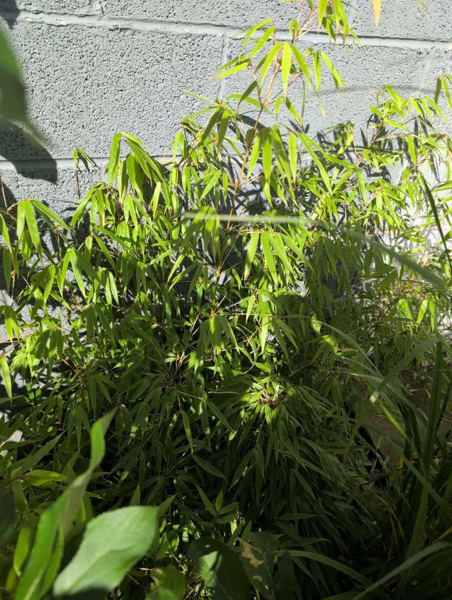 Bamboo Rufa - Image 2