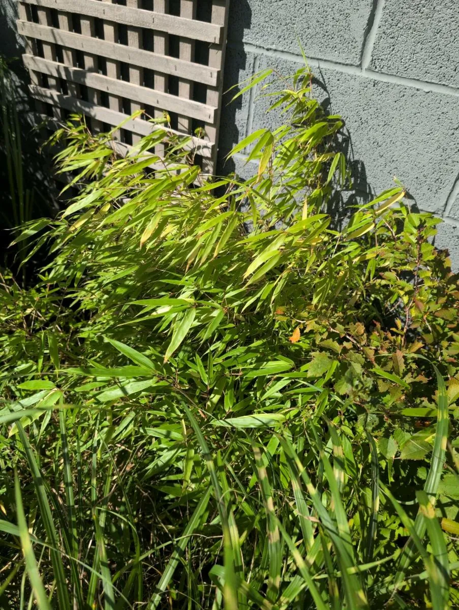 Bamboo Rufa - Image 3