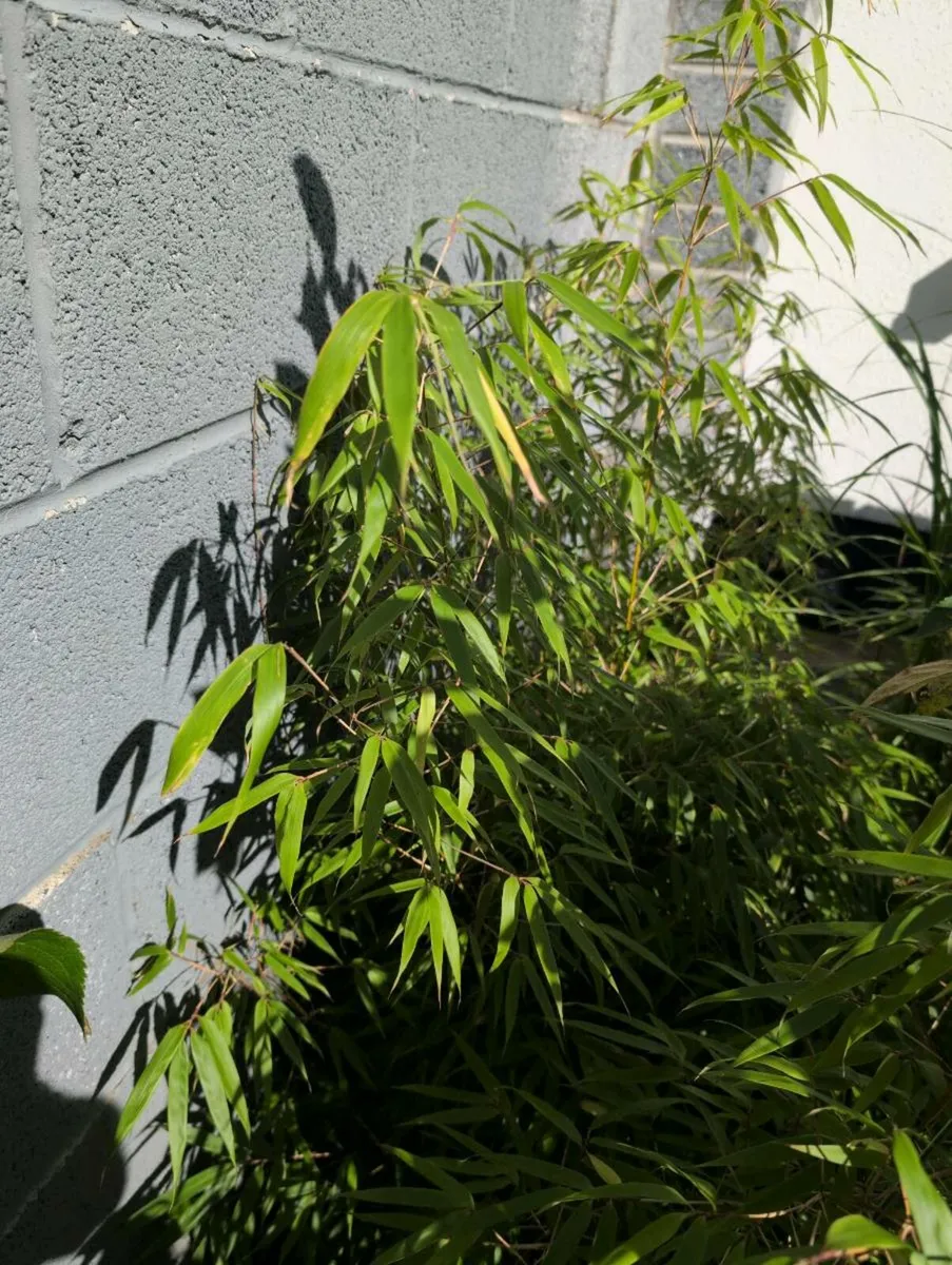 Bamboo Rufa - Image 4