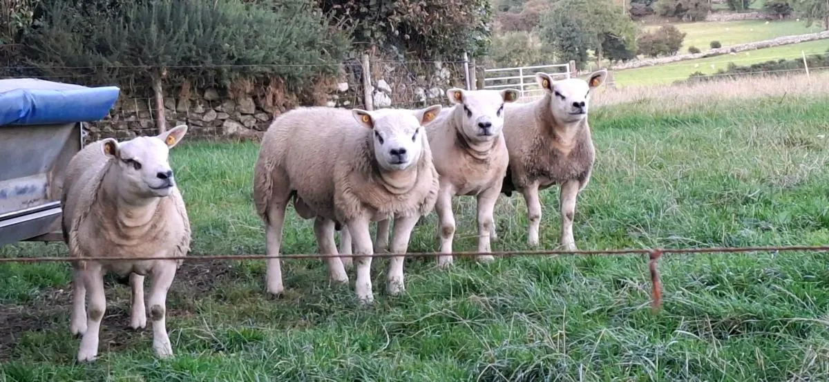 Texel rams - Image 1