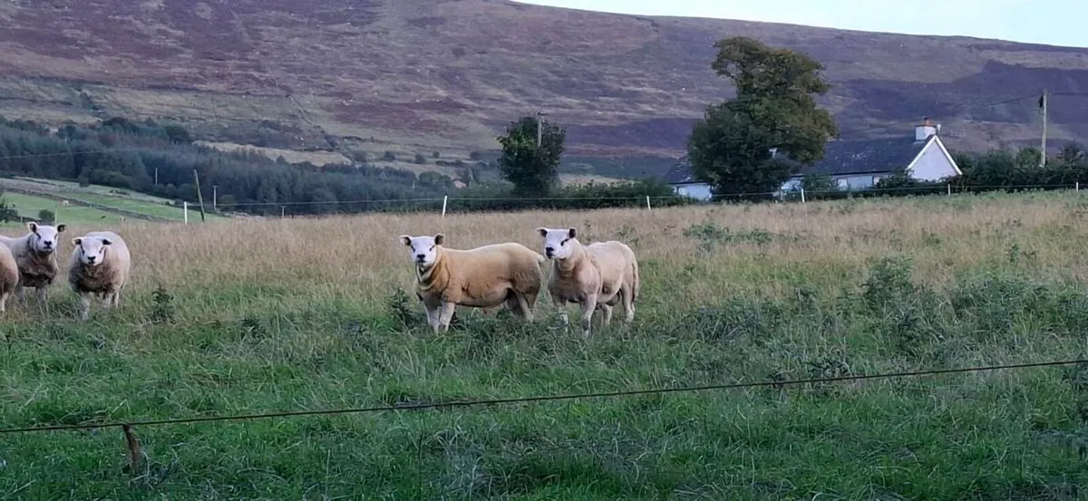 Texel rams - Image 2
