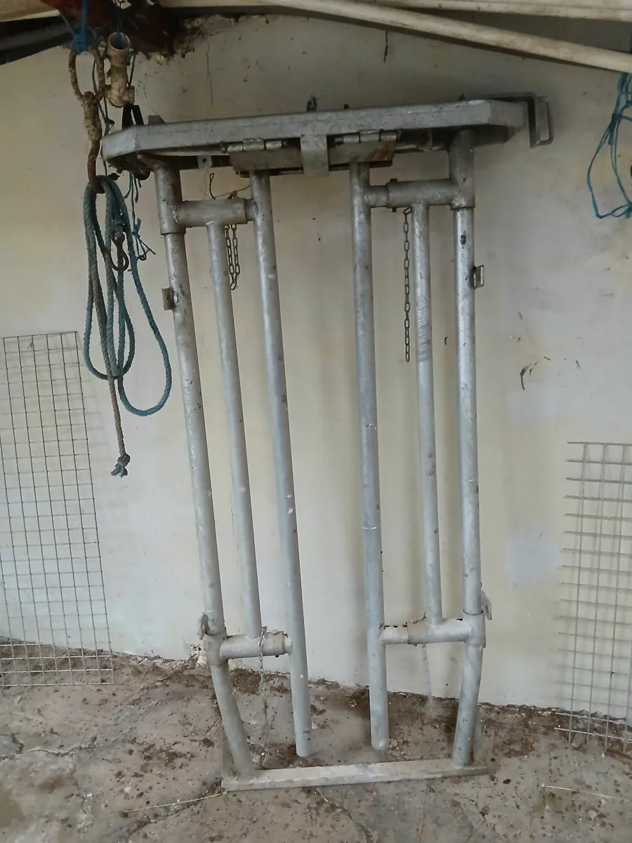 Automatic cattle crush