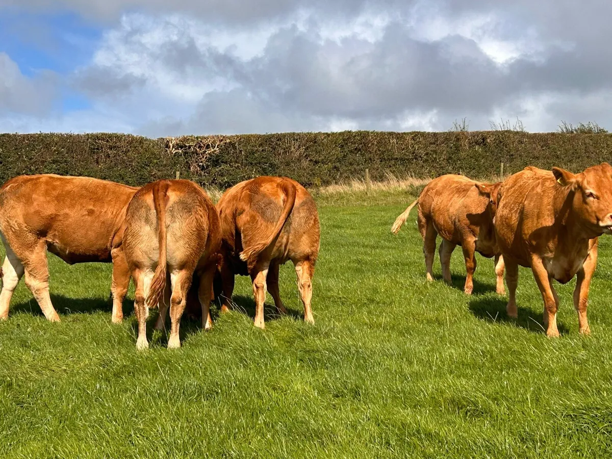 Incalf heifers - Image 1