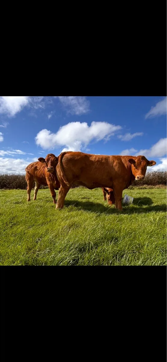 Incalf heifers - Image 3