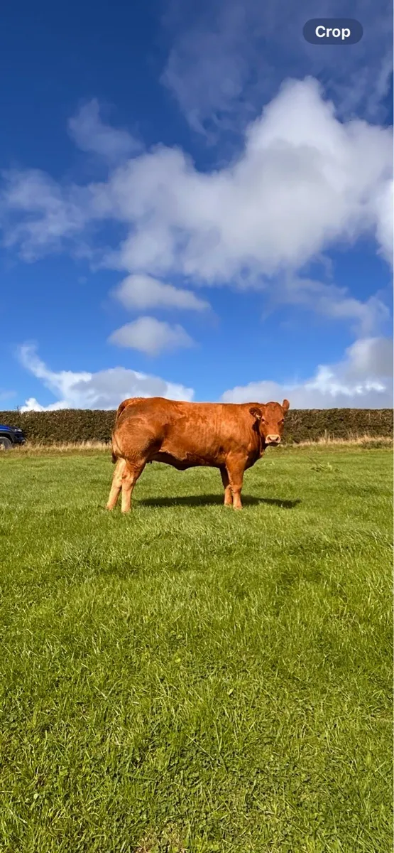Incalf heifers - Image 4