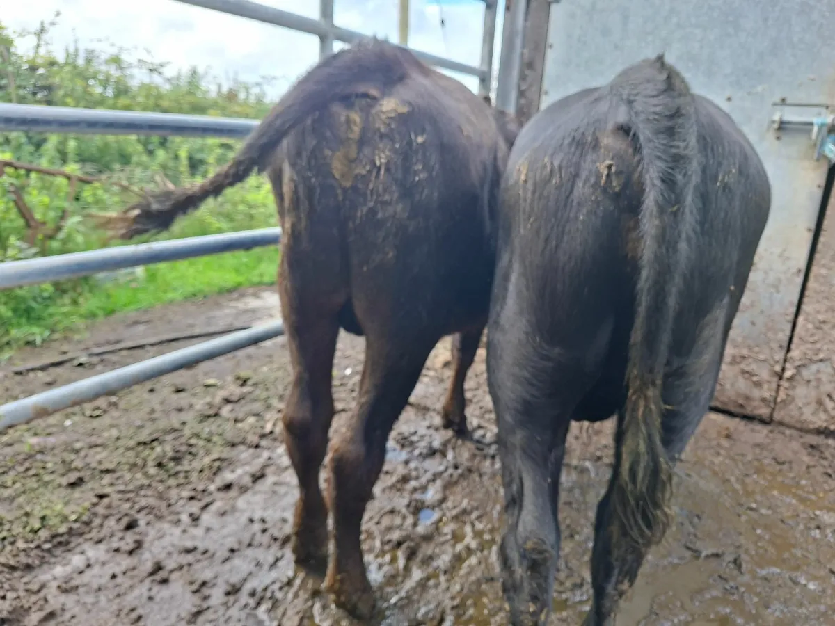 Angus Bulls - Image 1