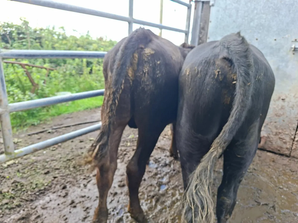 Angus Bulls - Image 2