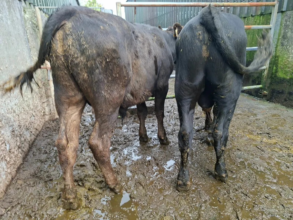 Angus Bulls - Image 3