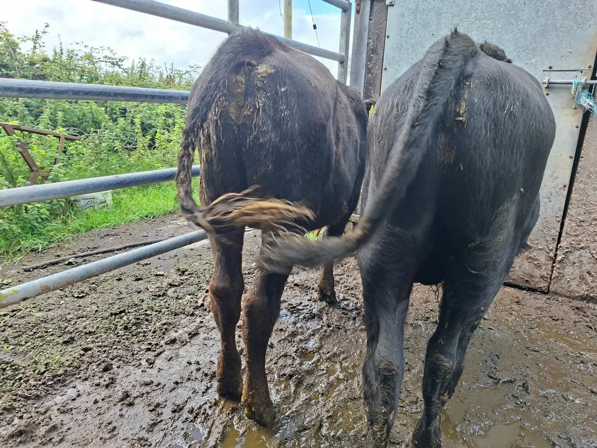 Angus Bulls - Image 4