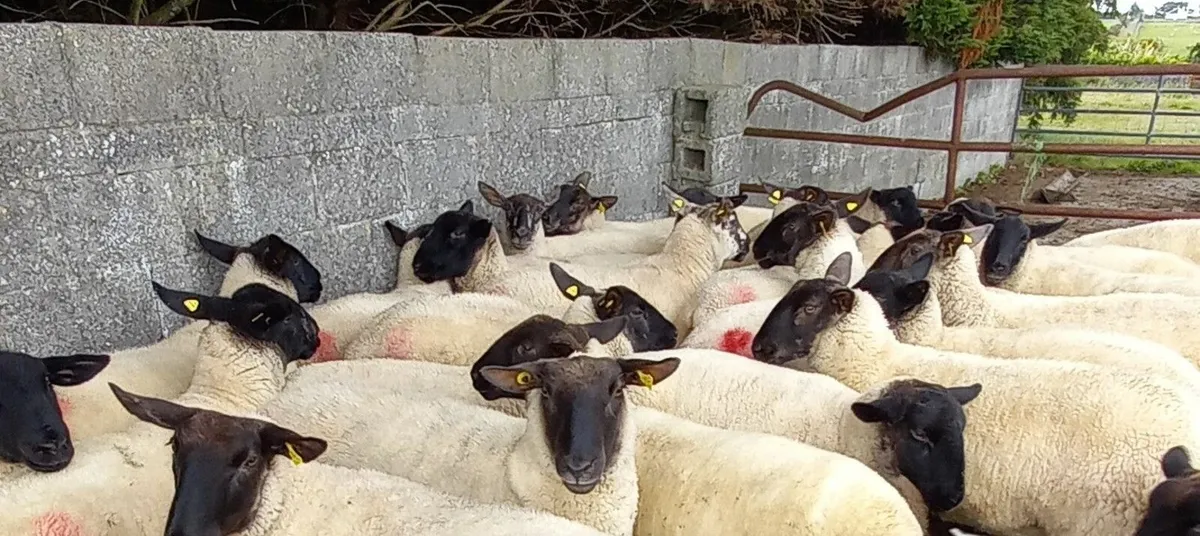 Ewe Hoggets (Dysart) - Image 3