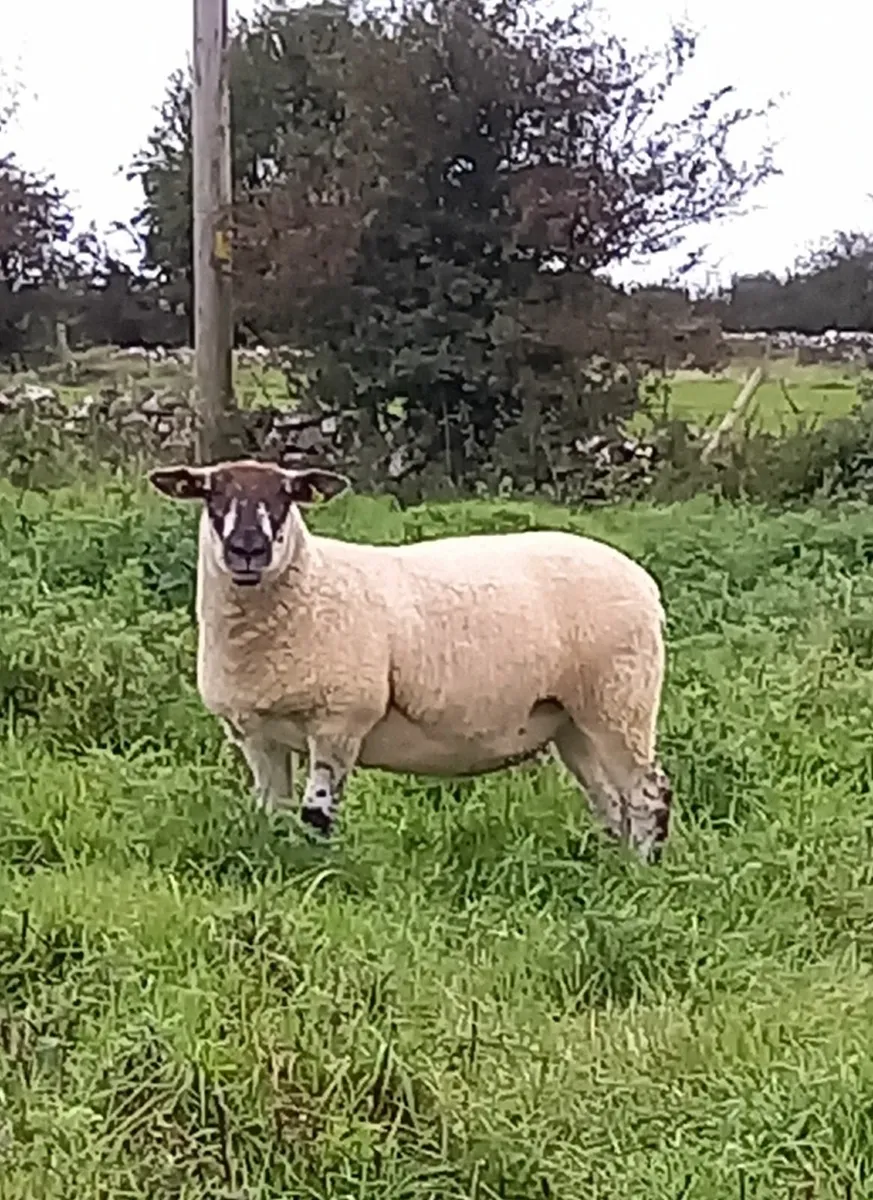Ewe Hoggets (Dysart) - Image 4