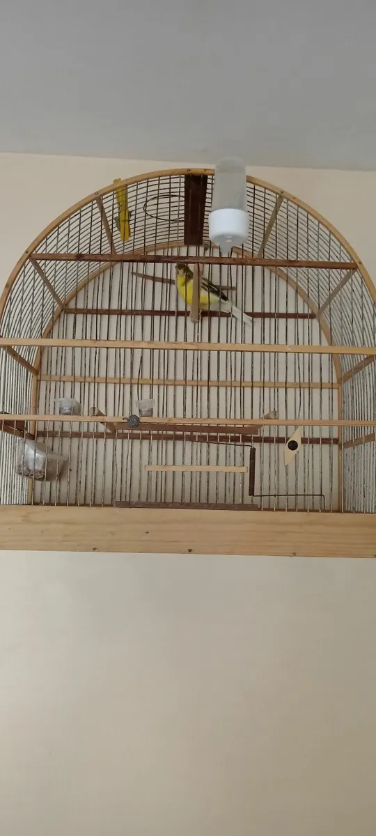 Cage canary - Image 3