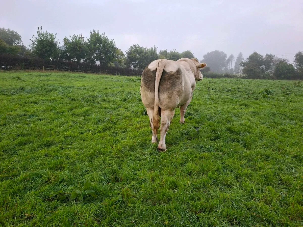 Charolais bull - Image 2