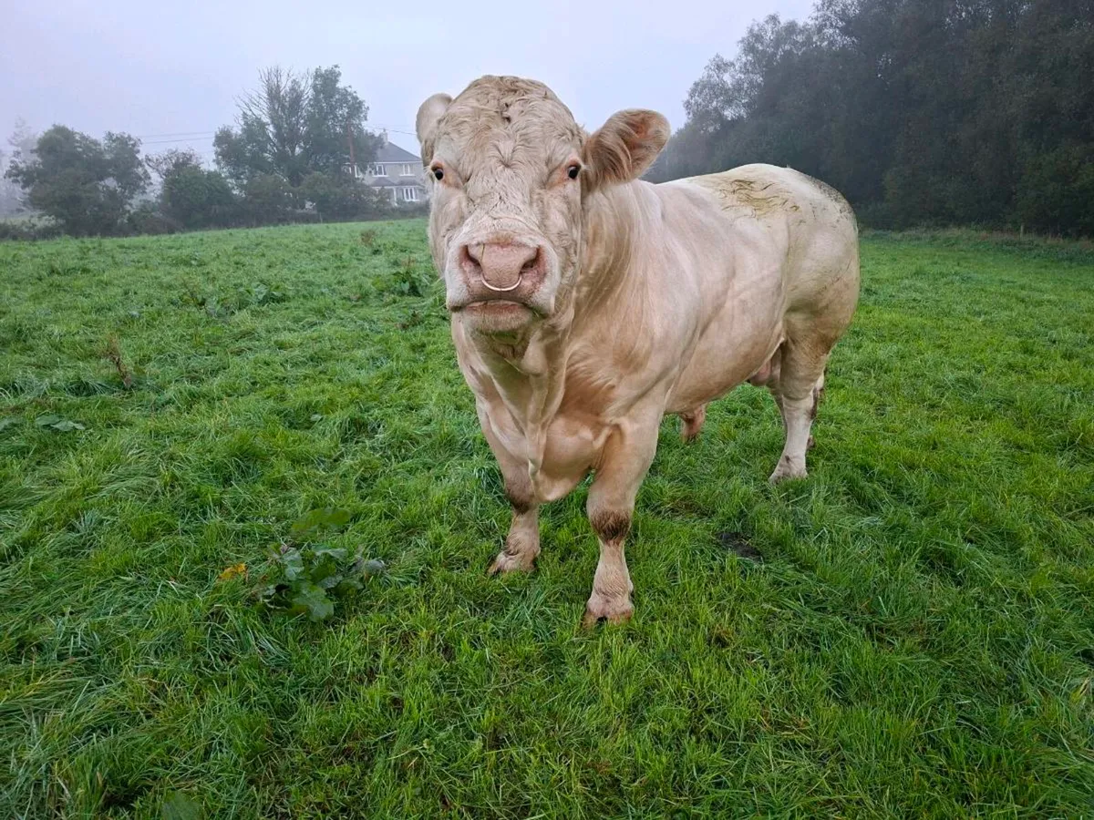 Charolais bull - Image 3