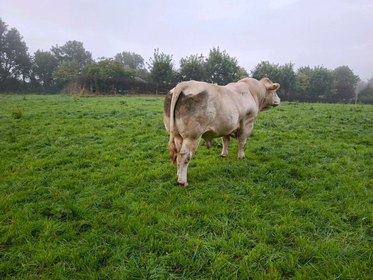 Charolais bull - Image 4