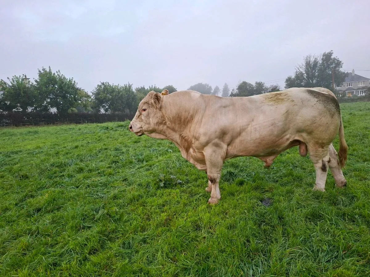 Charolais bull - Image 1