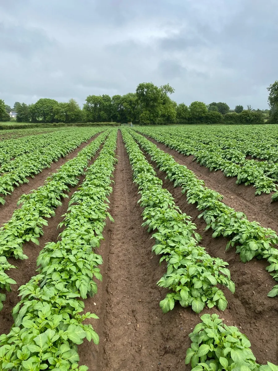 Tillage land wanted for lease or rent - Image 4