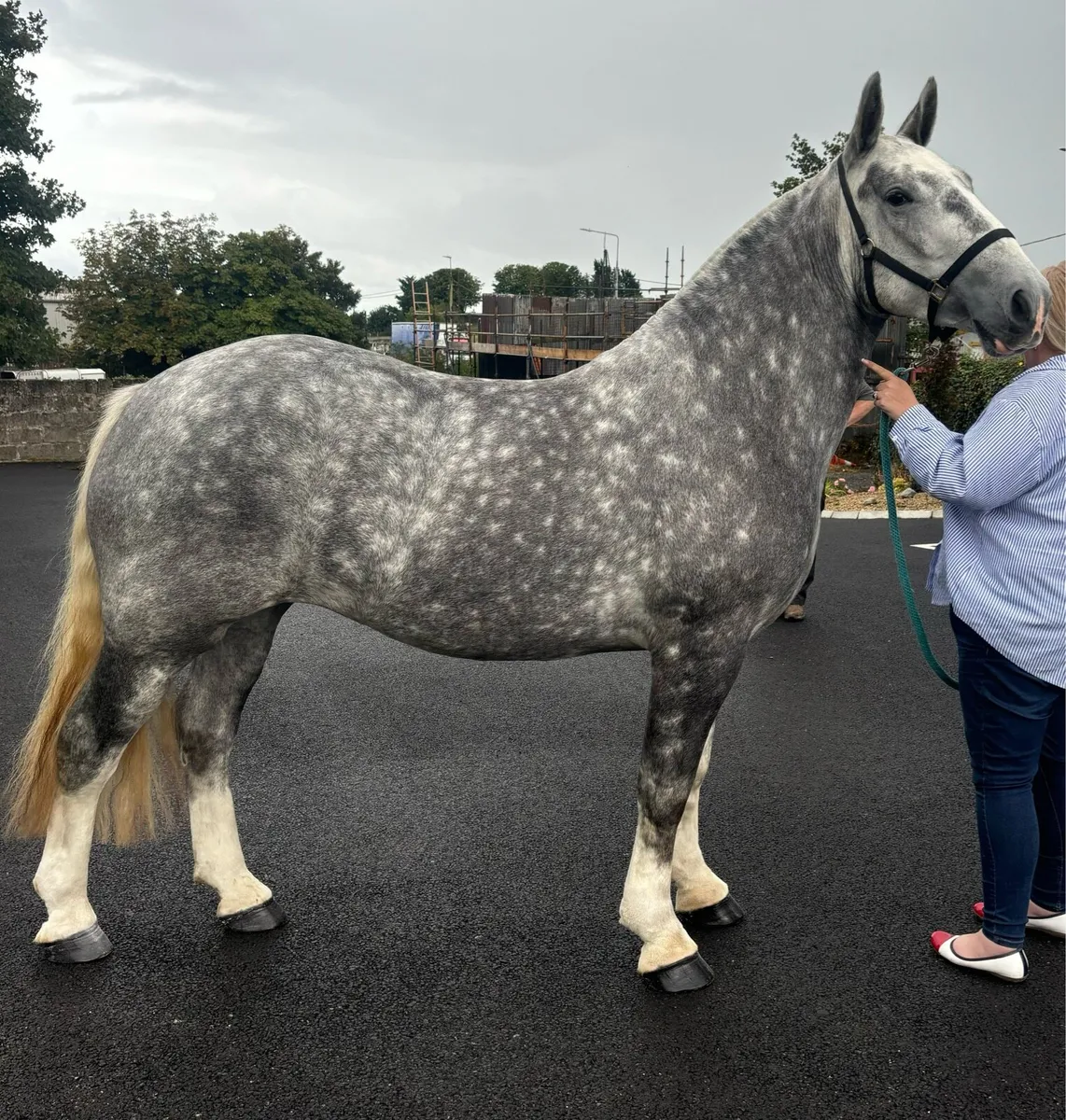 SMASHING 3 year old Cob filly - Image 1