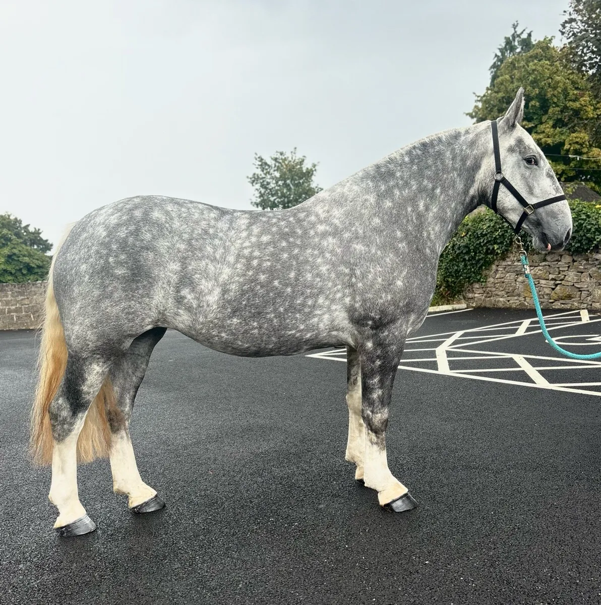SMASHING 3 year old Cob filly - Image 2