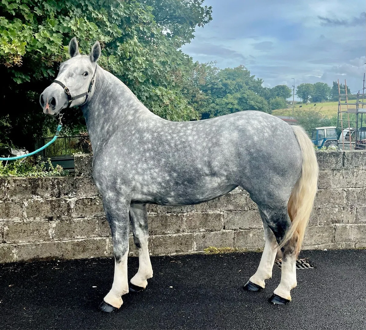 SMASHING 3 year old Cob filly - Image 3