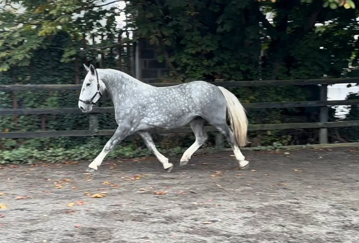 SMASHING 3 year old Cob filly - Image 4