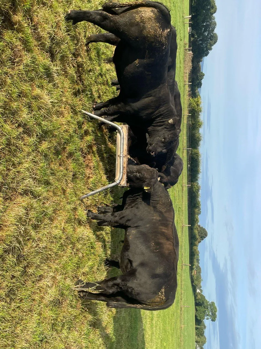Pedigree Angus bulls