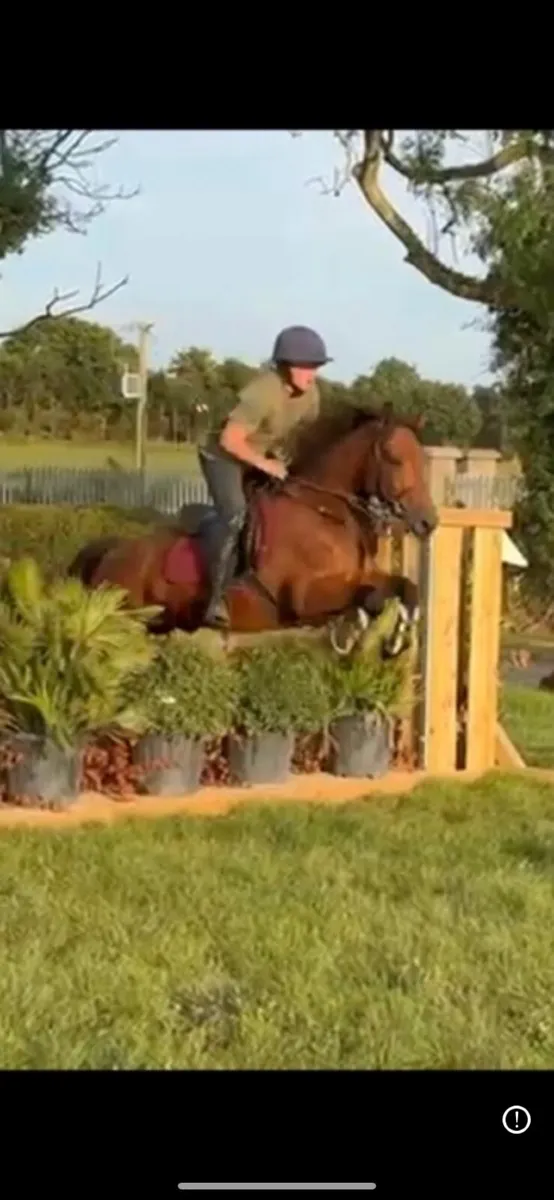 Pony - Image 1
