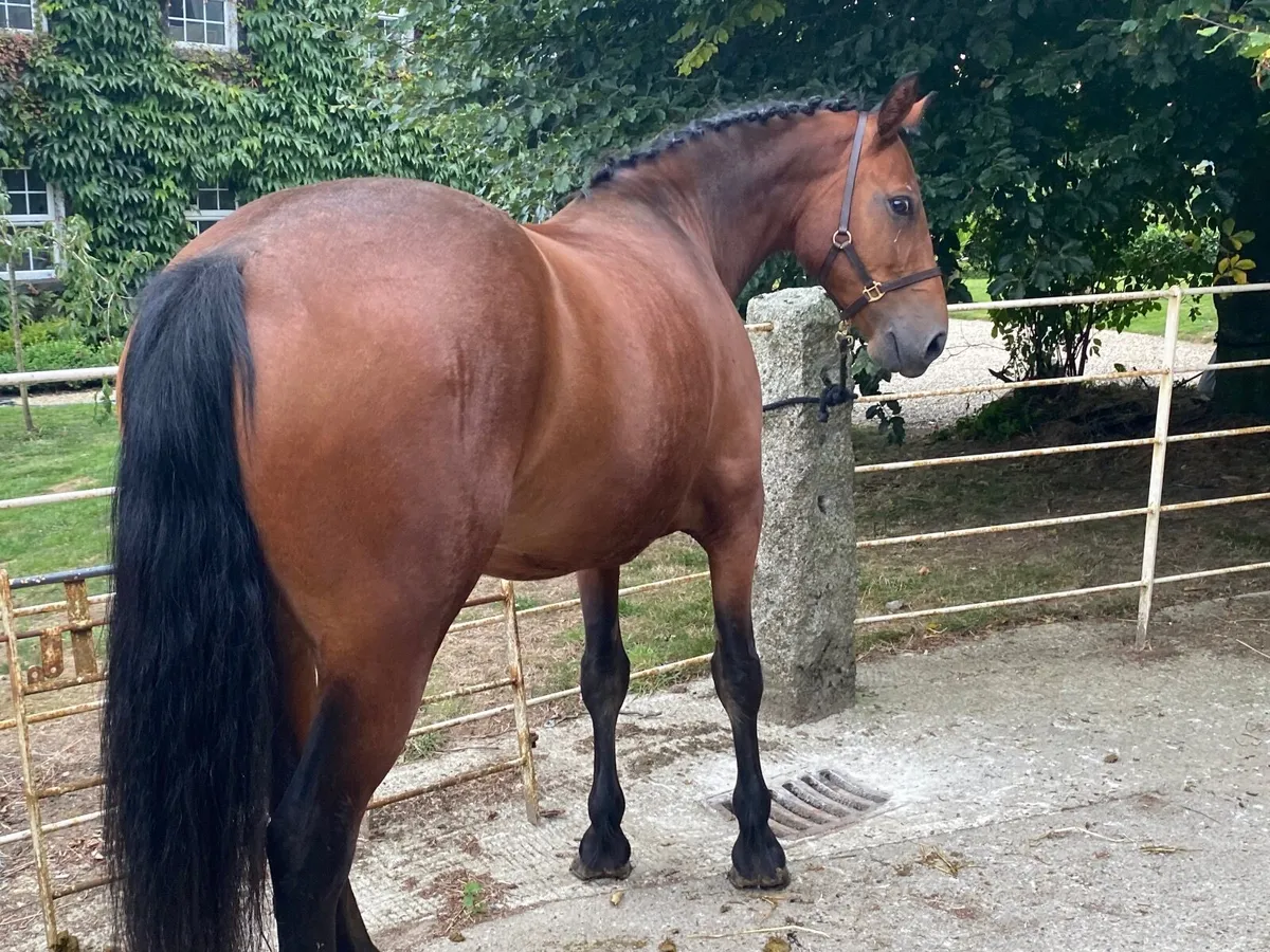 Pony - Image 2