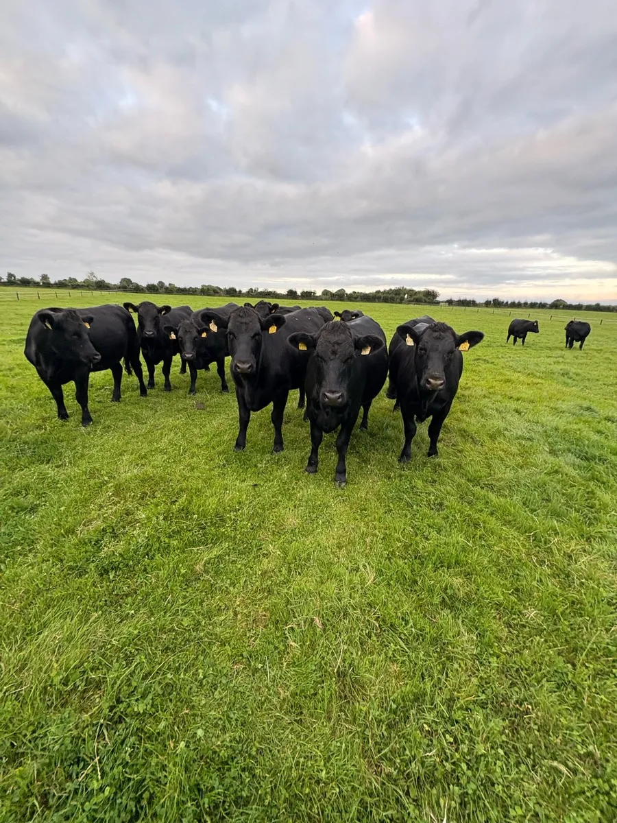 Cattle - Image 1