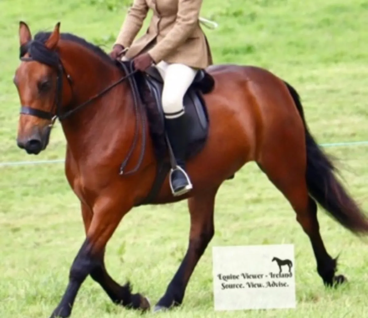 Pony - Image 3